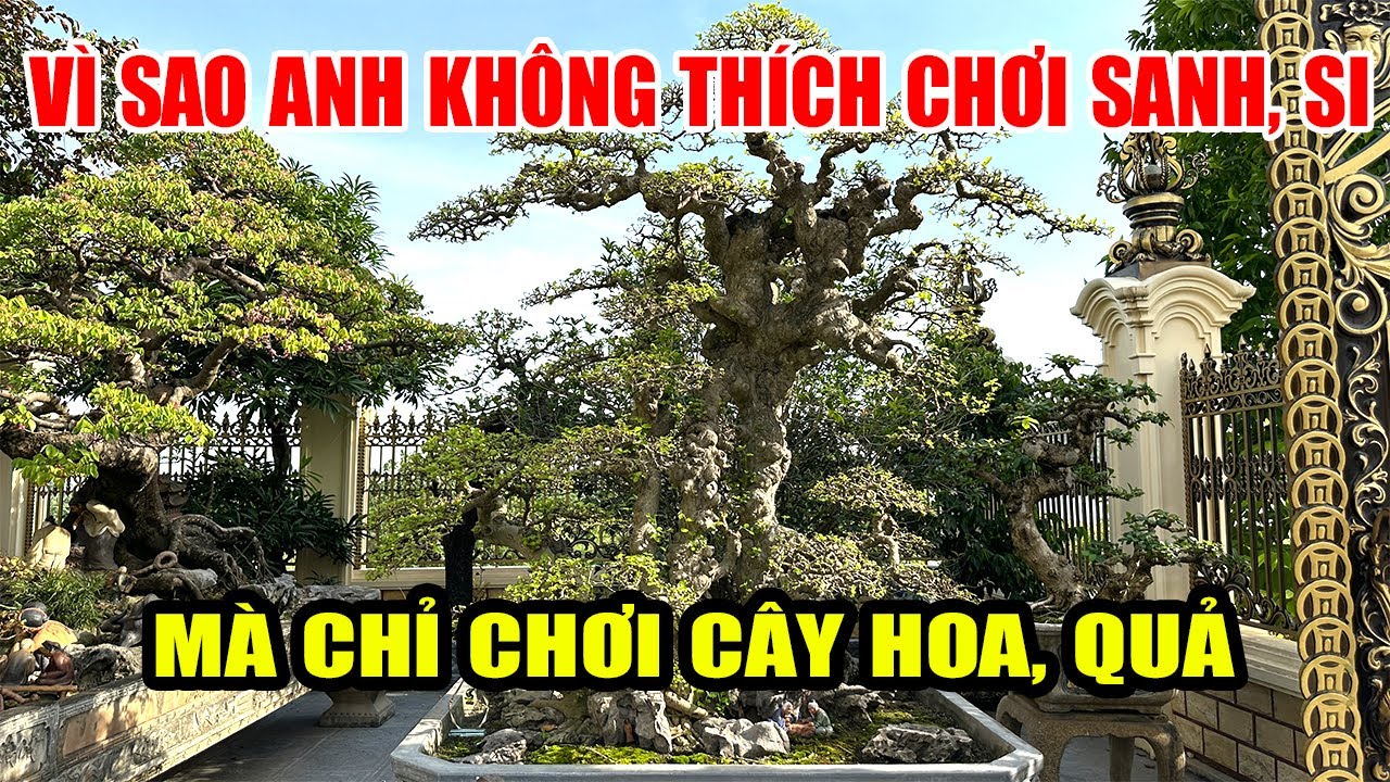 Vì sao bác này lại không thích chơi Sanh, Si mà lại chơi  cây hoa cây quả
