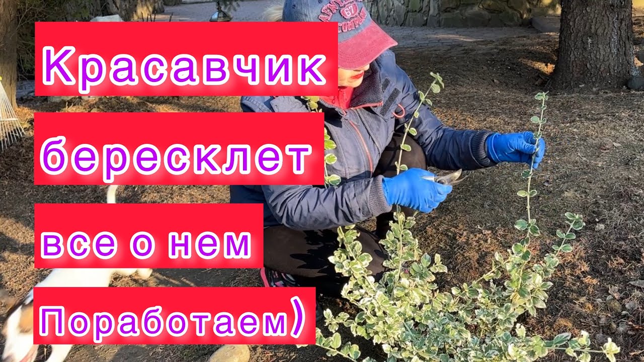 Пересадка и стрижка.Все о бересклете