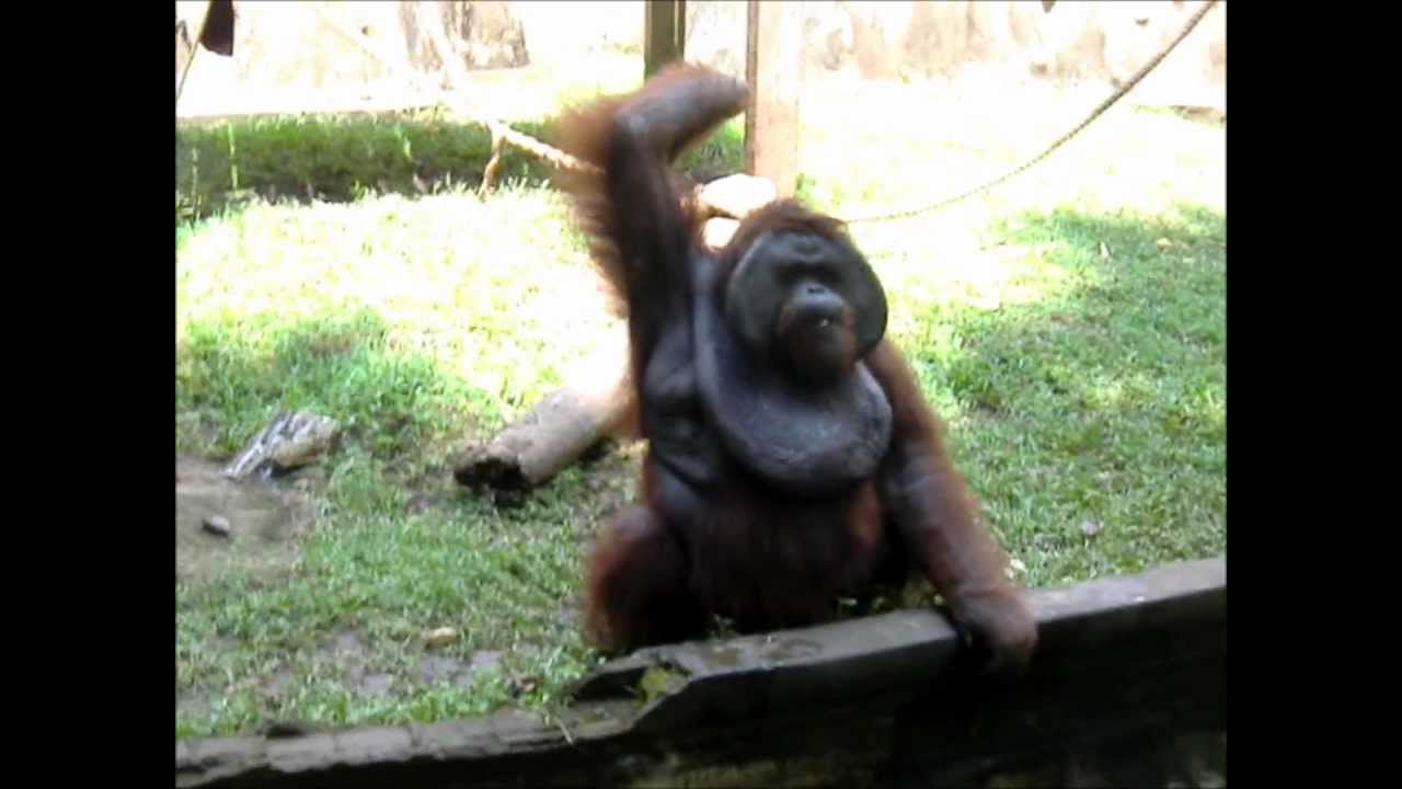 funny fat Monkey throws a banana at people