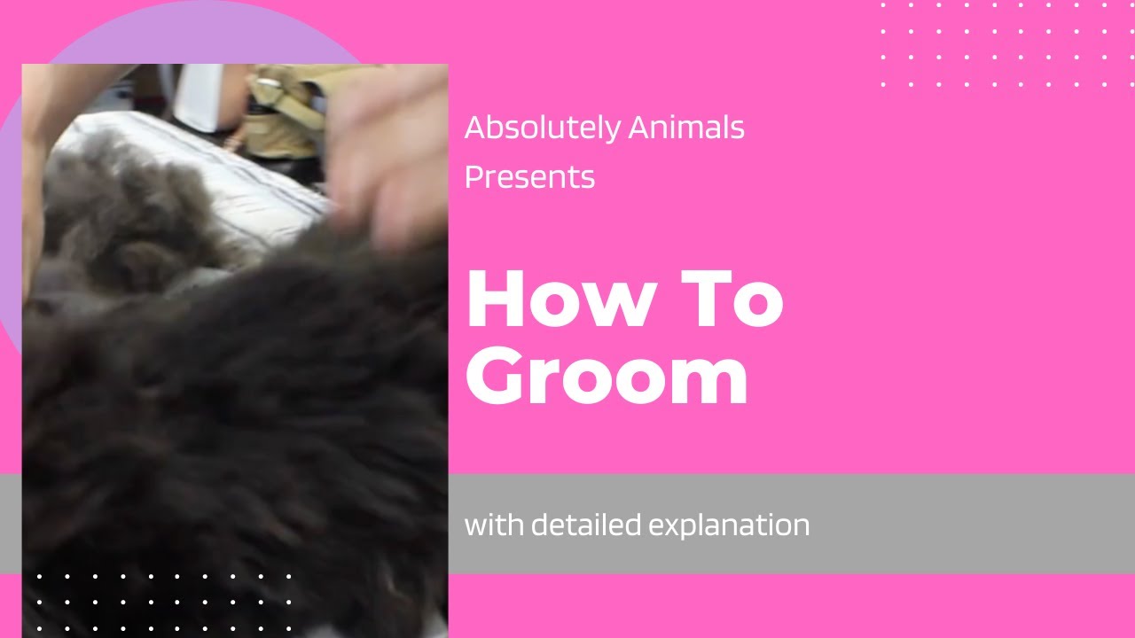 How to Groom a Semi Long-Haired Cat Professionally | Absolutely Animals