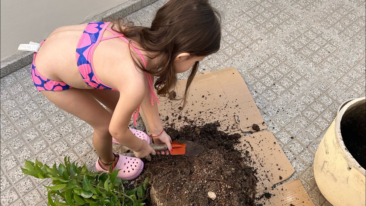 Poda drástica de raíces en dos Ficus Benjamina