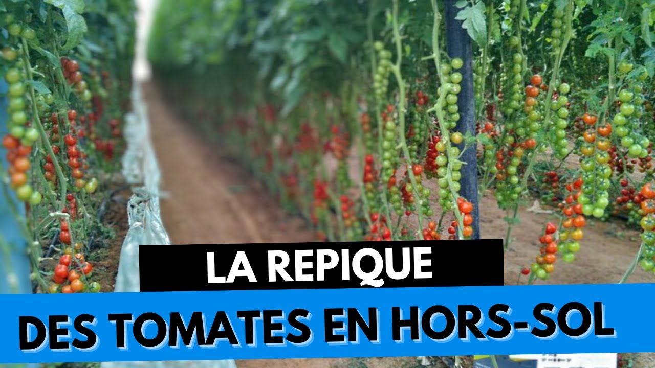 Comment repiquer les tomates en Hors Sol ?