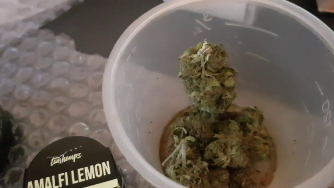 CBD BL&Uuml;TEN RAUCHEN UND CBD HASCH TEST  ALIEN HAZE & AMALFI LEMON VON TOM HEMPS CBD RAUCHEN BONG