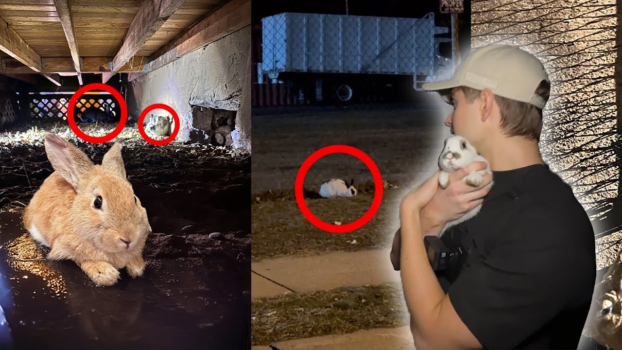 20 rabbits dumped outside *I called the cops* 🚨