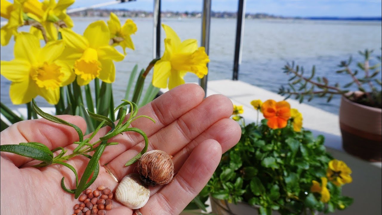 End of winter serenity on a boat | Growing sprouts | No Talking | Slow peaceful living & Hygge
