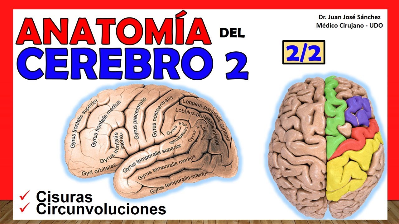 🥇 ANATOMÍA DEL CEREBRO 2/2. (Telencéfalo). ¡Explicación Sencilla!