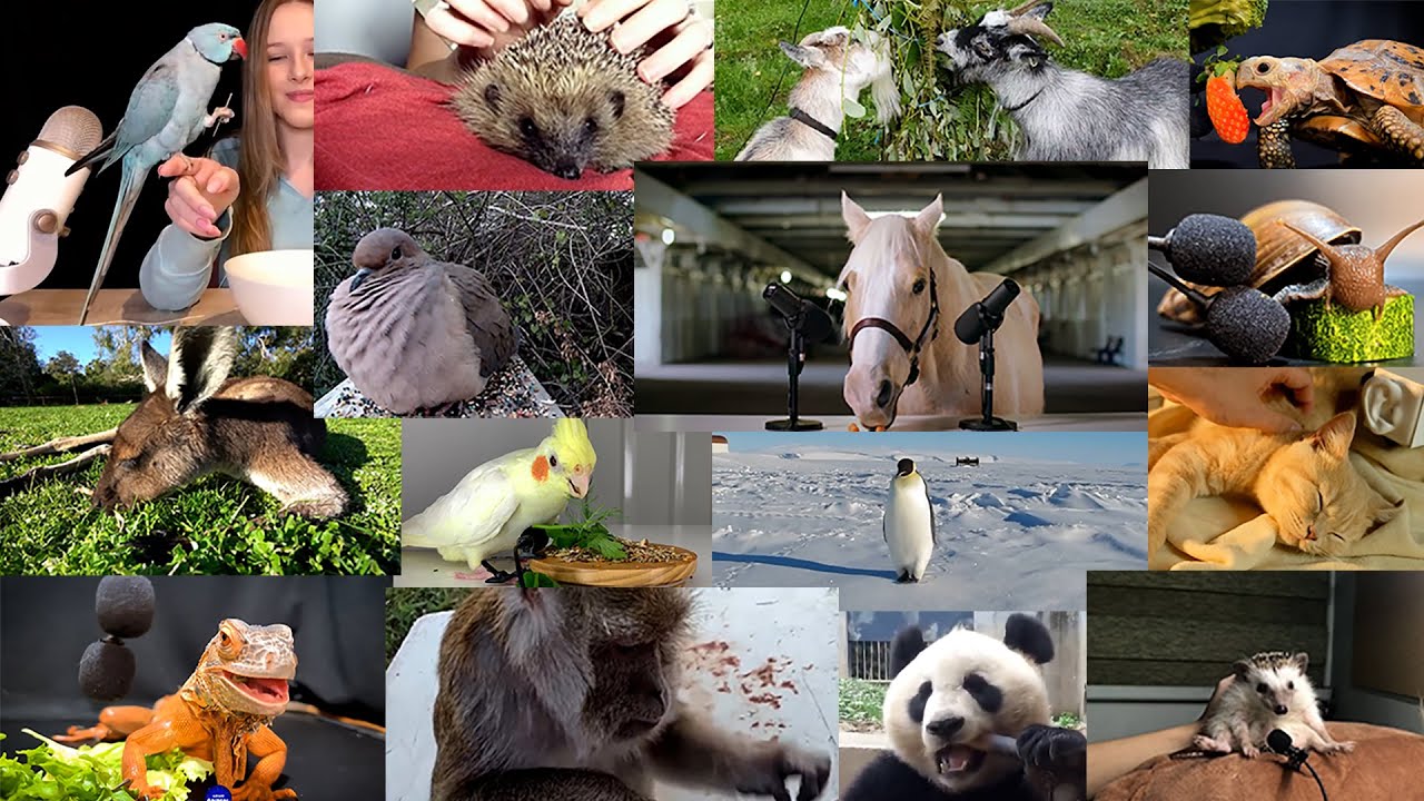 Animals Doing ASMR  - Daily Dose of ASMR