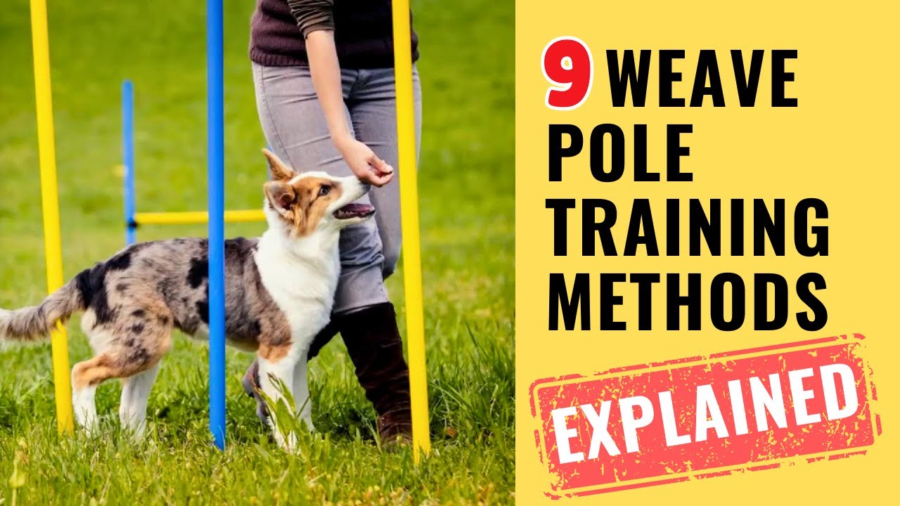 Choosing the Right Path: Comparing 9 Common Methods for Weave Pole Training | Dog Agility