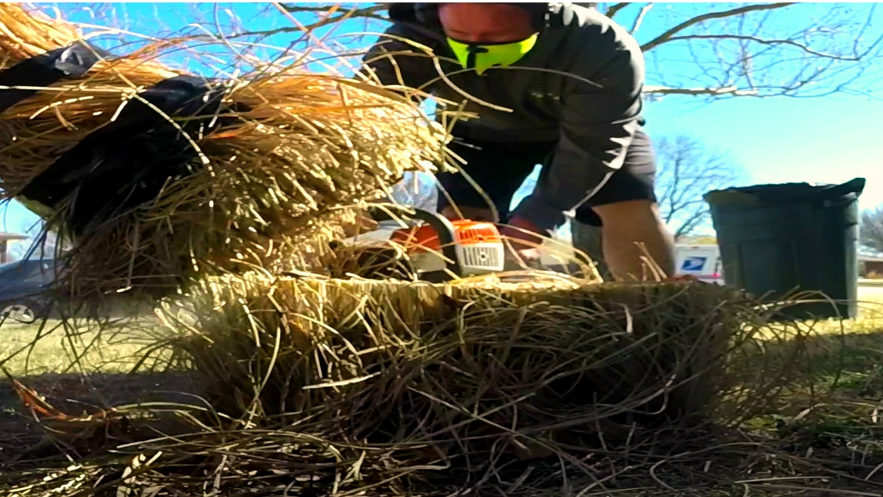 Landscape Trimming Pampas Grass