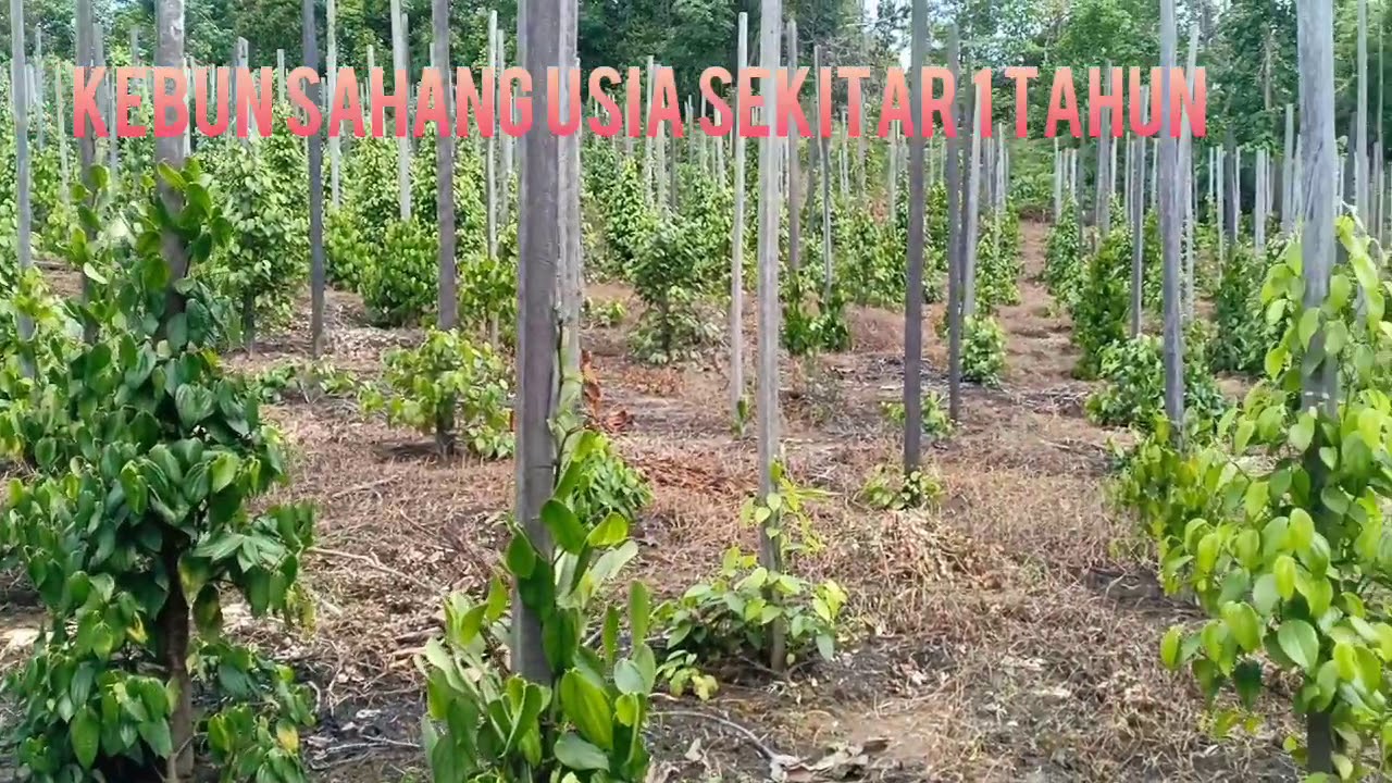 Tanaman Sahang/lada usia sekitar 1 tahun