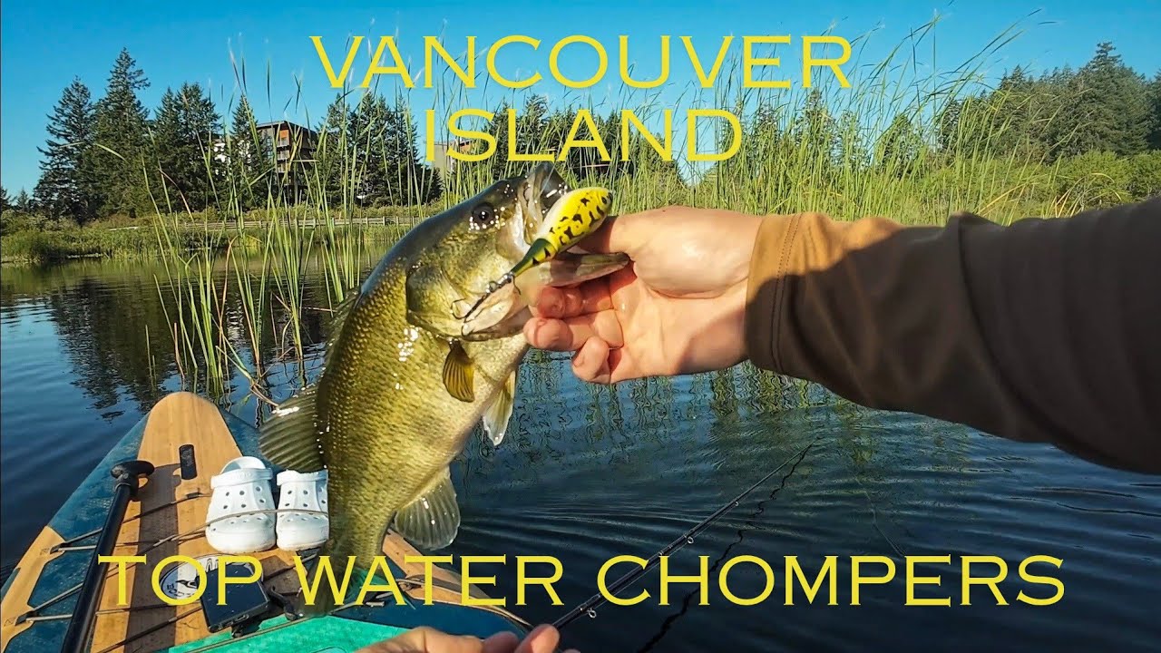 Aggressive top water bass catches...bites get bigger and bigger