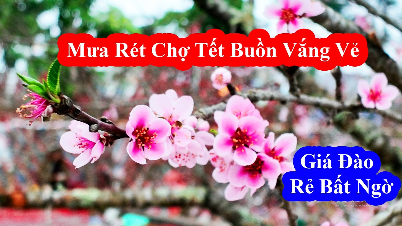 Chợ Hoa Tết Hải Phòng 2026 Vắng Vẻ Trong Mưa Rét | Giá Đào Rẻ Bất Ngờ