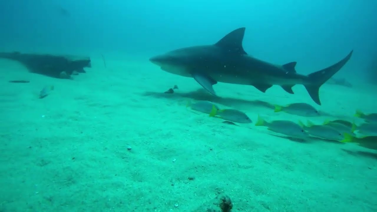 Freediving Baja California Sur