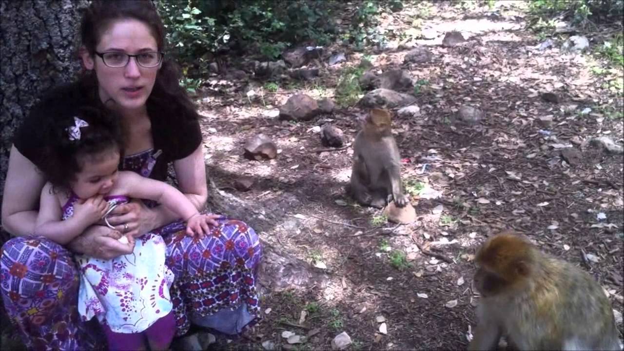 Les singes de la ville d'Azrou