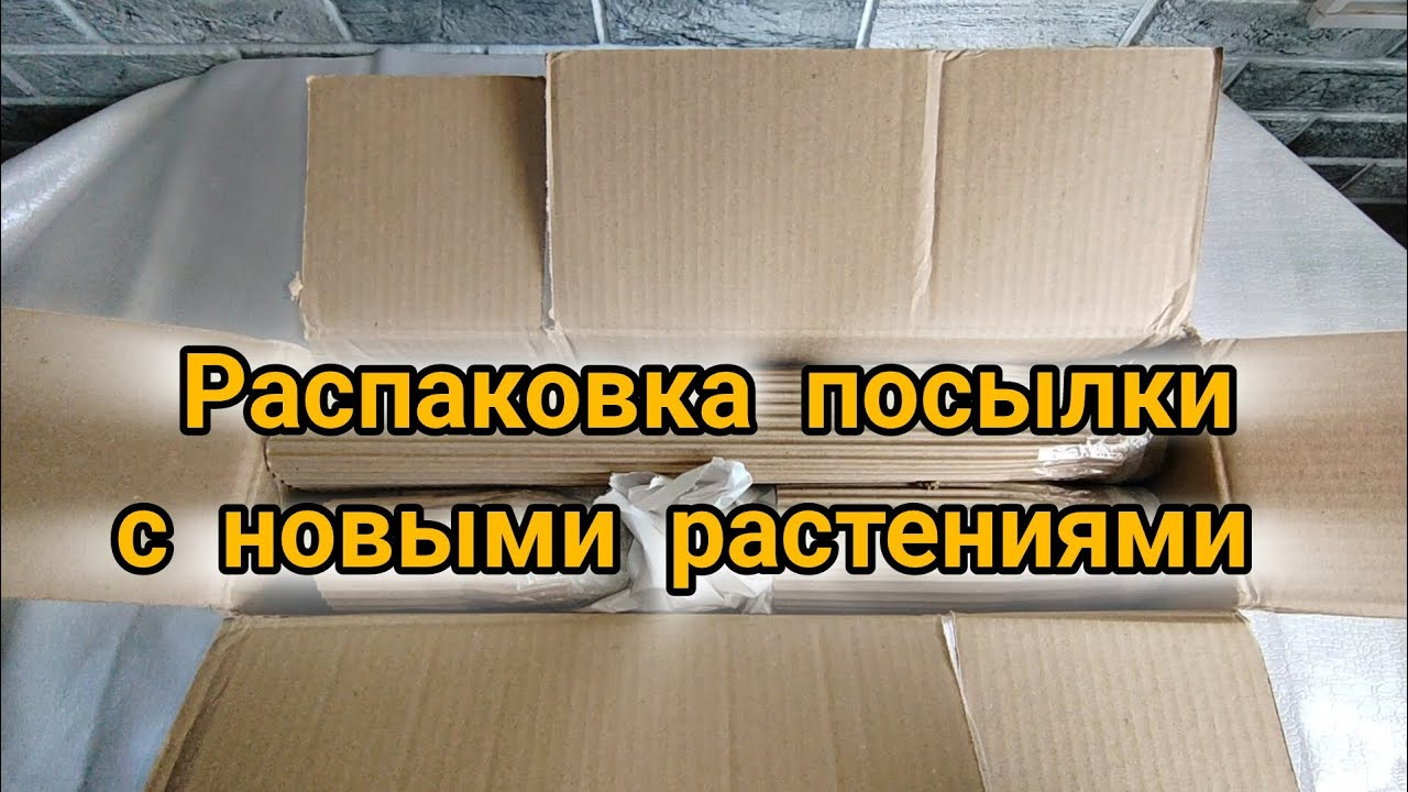 Распаковка посылки с новыми растениями.