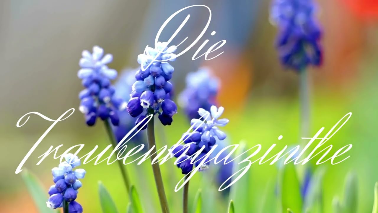 TraubenHyazinthe - Gedicht von Barthold Heinrich Brockes gesungen