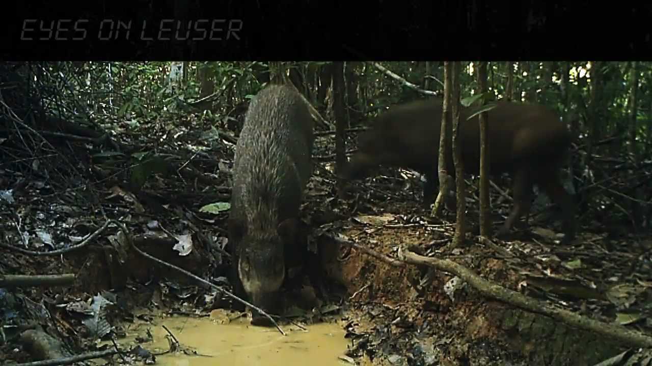 Eyes on Leuser / BPKEL I.mp4