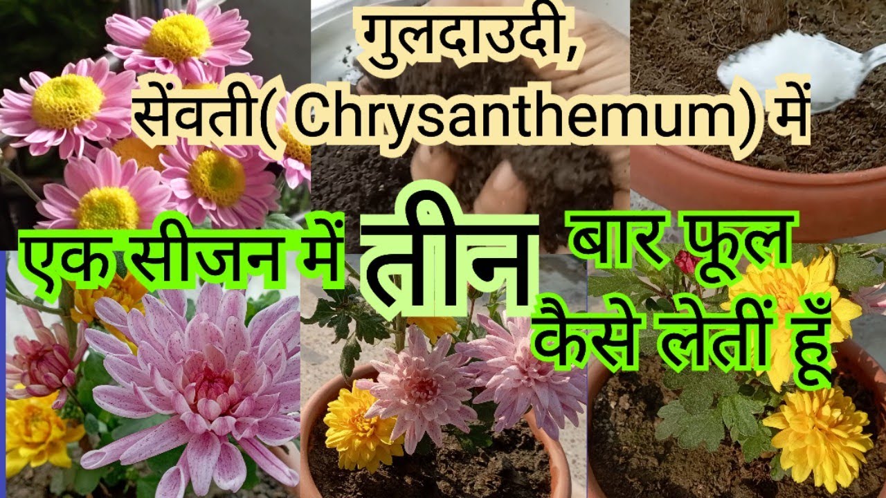 Chrysanthemum plant flower Only one season mein 3 baar flower \ fertilizer nd work wonder full/