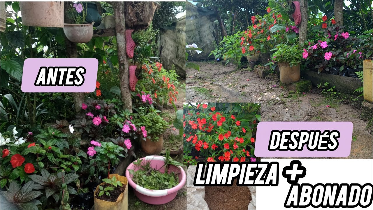 Haciendo limpieza a mis plantas de alegrías,+realizando un abonado 🌺🌺