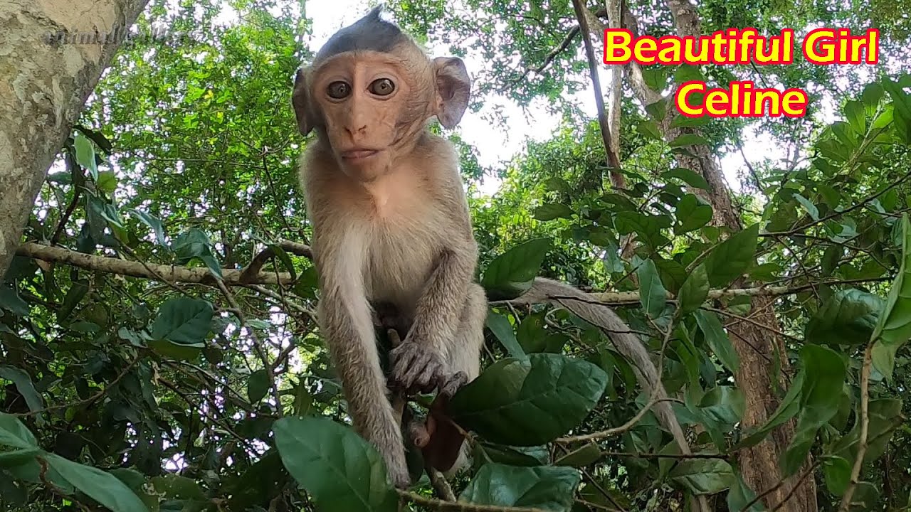 Beautiful Girl Celine. She is outstanding among those baby monkeys born in 2020 in Mila
