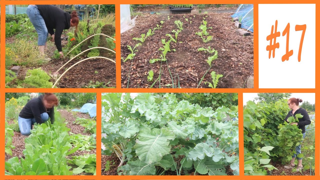 #17 3 uur werken in de moestuin in een 2 minuten video!