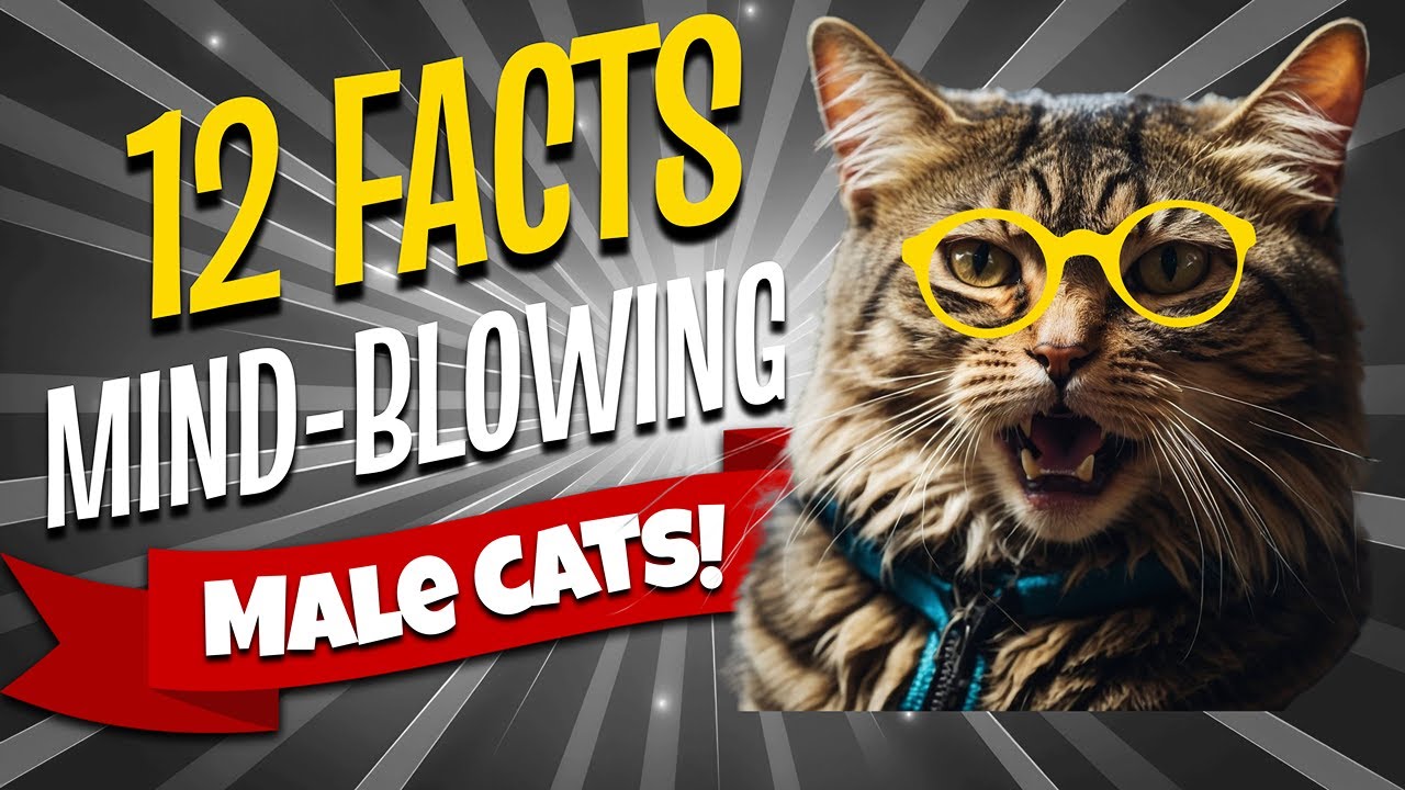 Male Cat SECRETS 12 Surprising Facts!