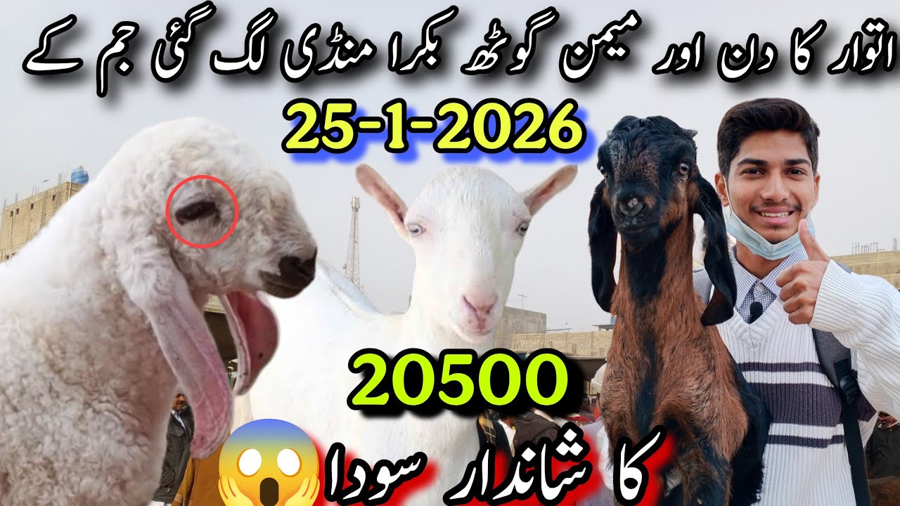 20 Hazar 500 Ka VIP Soda🥰| 25-Jan-2026 | Memon Goth Bakra Mandi Latest Updates | Qurbani Wala Mal