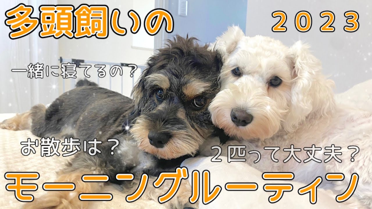【モーニングルーティーン】ミニチュアシュナウザーの朝！バタバタながらも可愛さ２倍の多頭飼い！