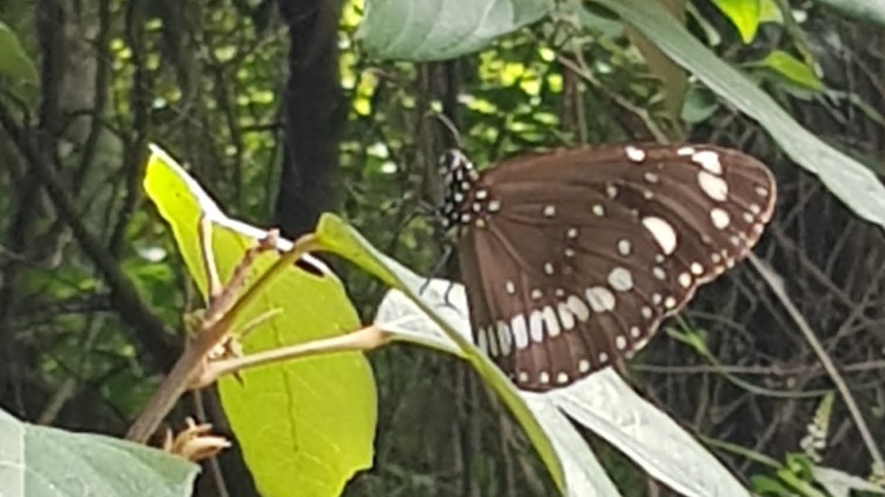 Прогулка по лесному заповеднику Маунт-Оммани. Приятного отдыха! 🙂
