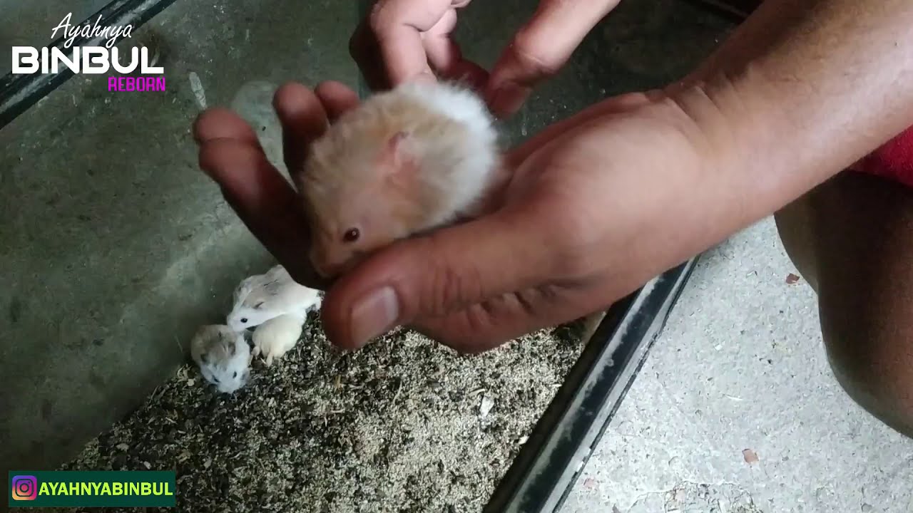 GREBEK FAISAL FARM - SIMUNGIL PENGHASIL OMSET DIATAS UMR
