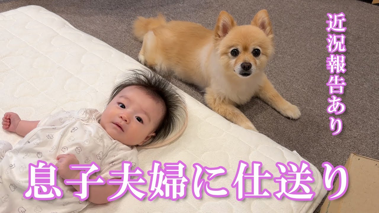 【仕送り開封】ポメくんと息子夫婦に仕送り＆最近の我が家について【近況報告】