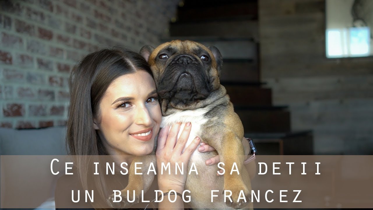 CURIOZITATI | Ce inseamna sa detii un buldog francez
