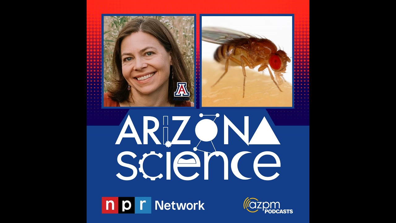 Why fruit flies are essential for biological research