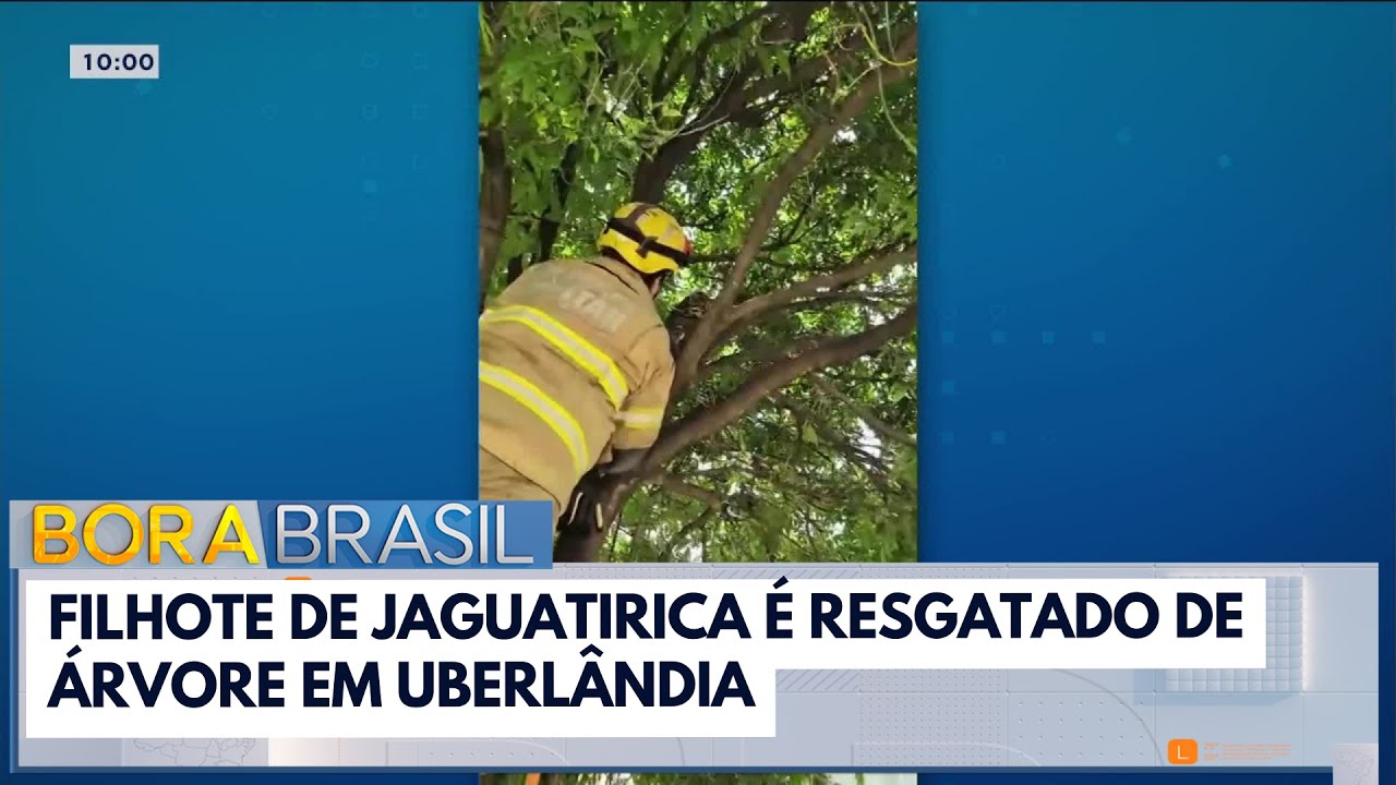 Filhote de Jaguatirica é resgatado de árvore | Bora Brasil