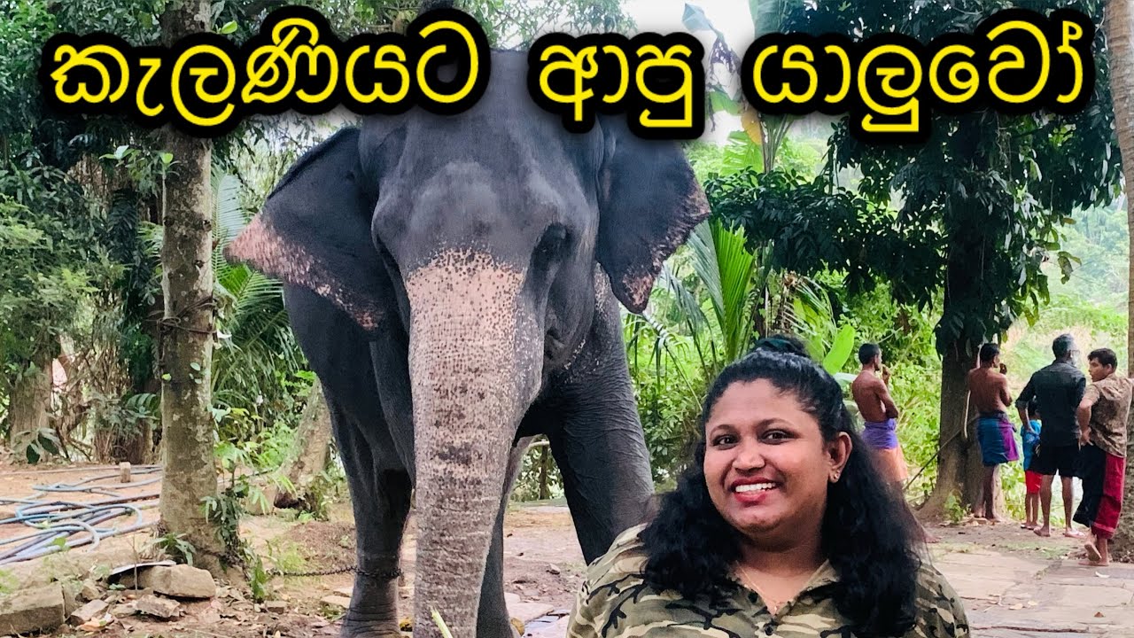 කැලණියට ආපු යාලුවෝ | දුරුතු පෙරහැර මංගල්‍යය | සාලිය | තරිඳු 