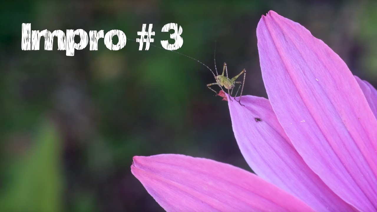 [Impro#3] Electric harp & Le jardin