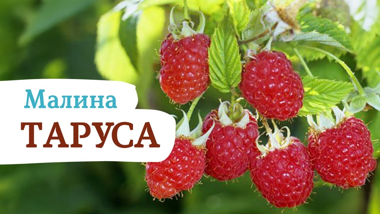 Малиновое дерево ТАРУСА #малиновоедерево #таруса #штамбоваямалина #сад #огород #дача