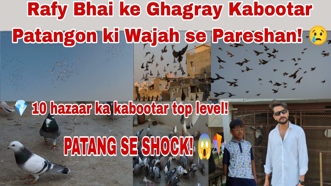 Rafy Bhai k Ghagray kabotron ka Saz 😲 Wah 👍