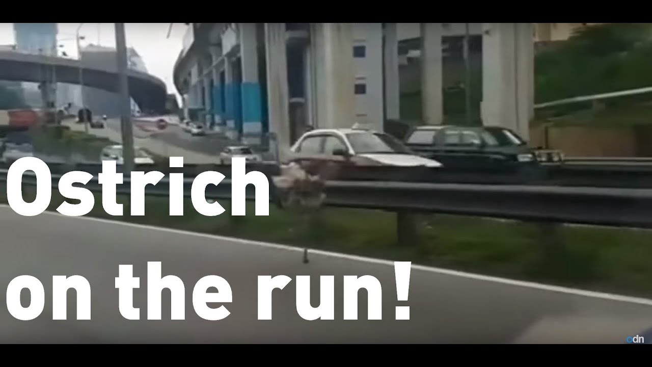 Runaway ostrich sprints down highway in Malaysia