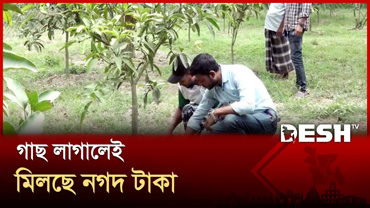 ‌‘বন্ধু ফাউন্ডেশন’ উদ্যোগে লাগানো হয়েছে ১ লাখ ৩০ হাজার গাছ | Bondhu Foundation | Tree | Desh TV