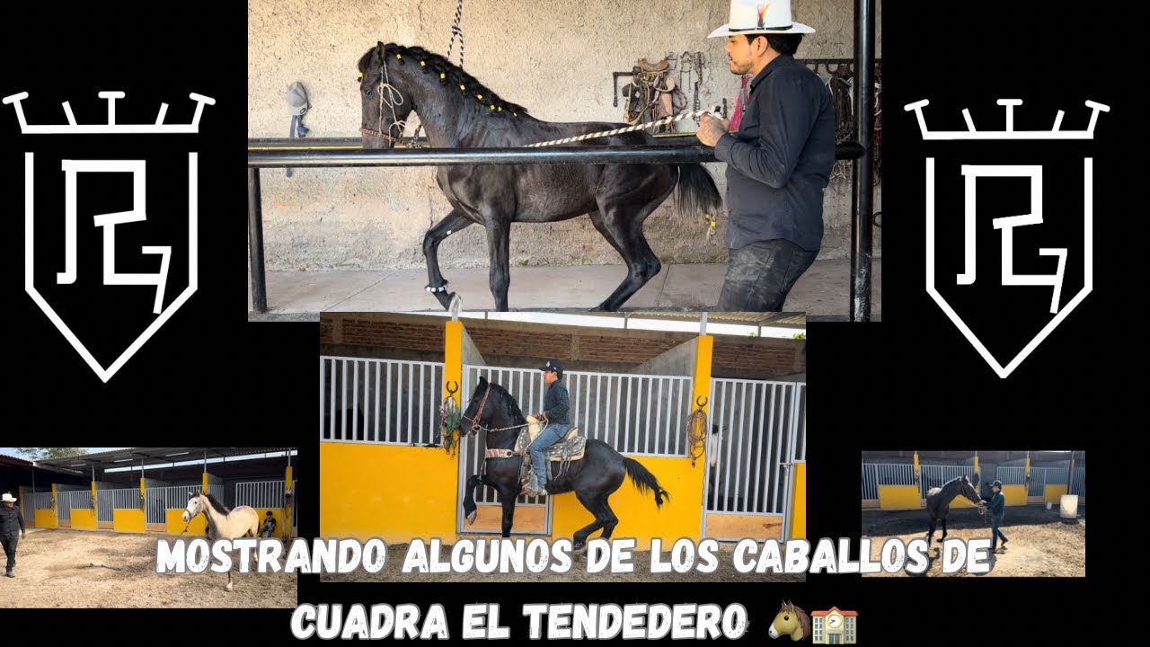 Asi iniciamos nuestro trabajo del dia en cuadra el tendedero 🐴!!