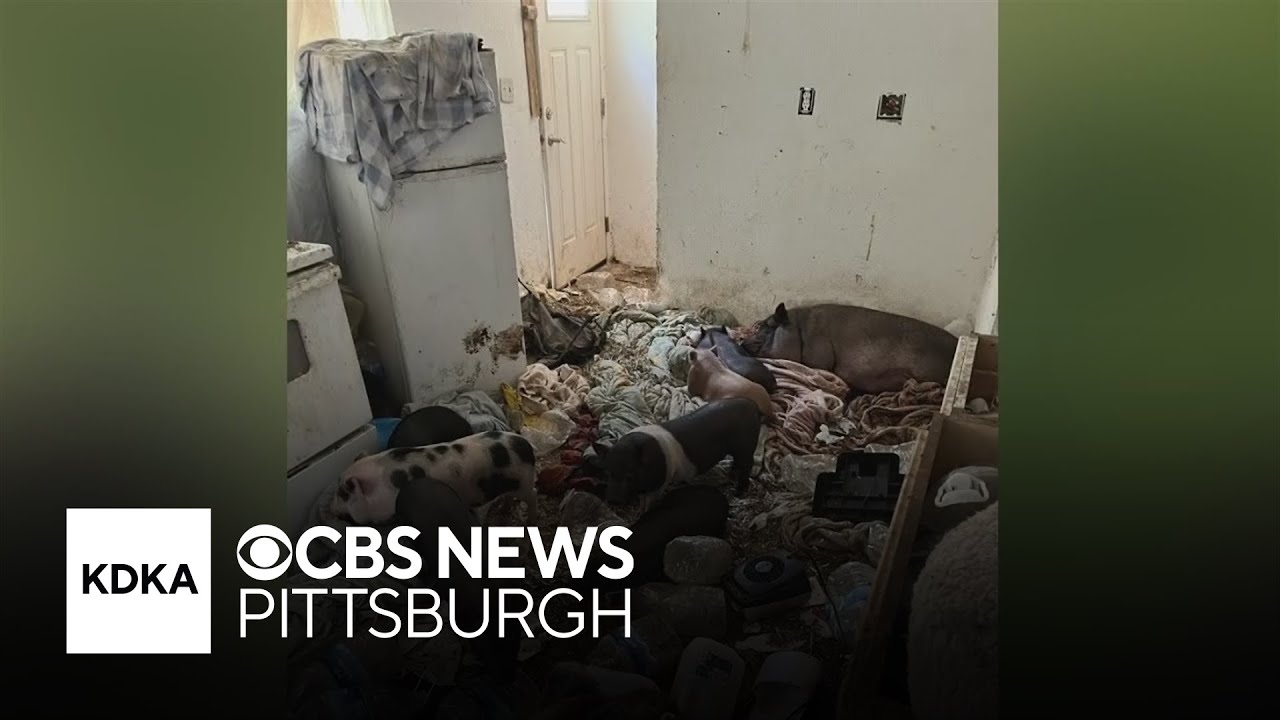 Over 50 pigs found at Pennsylvania home after neighbors complain about rat infestation