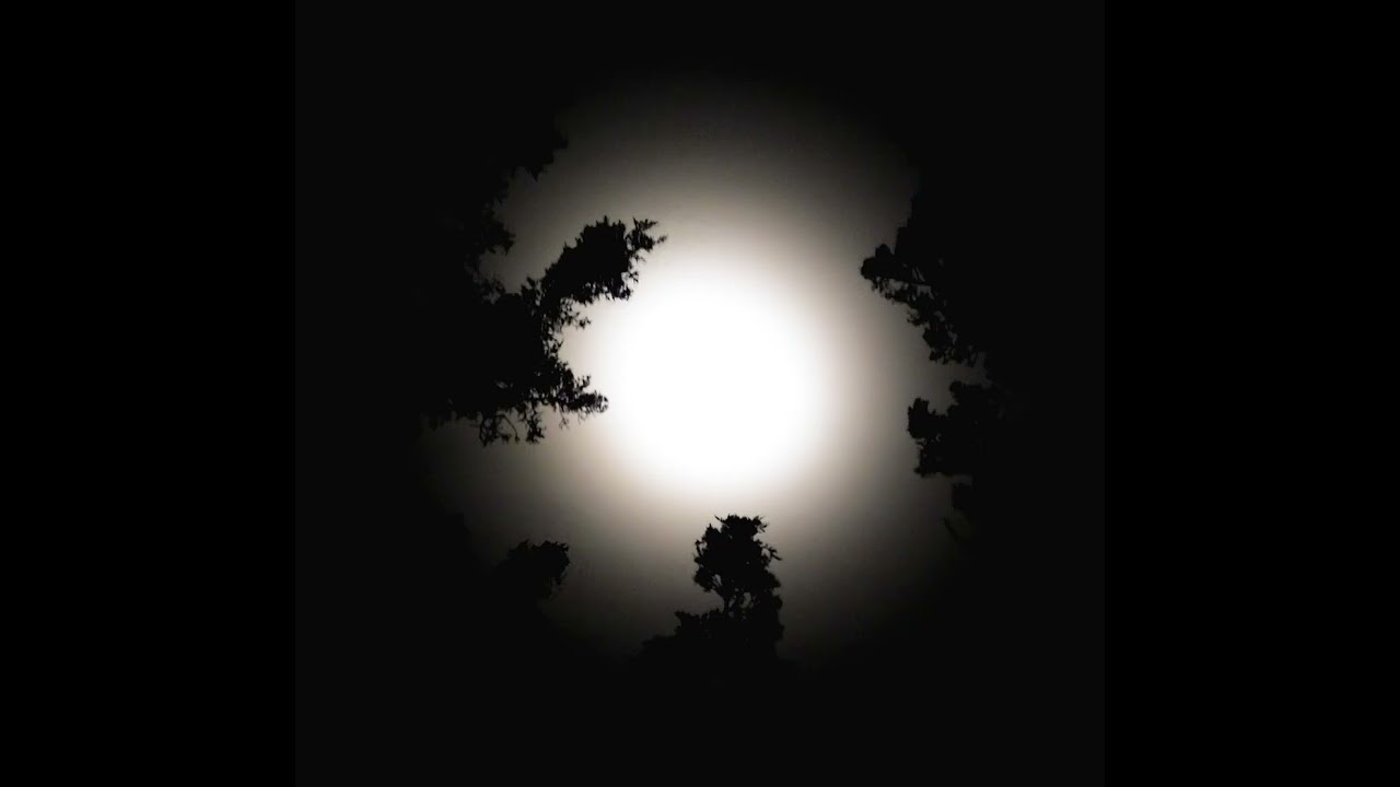 I made my first song - moonlight rave