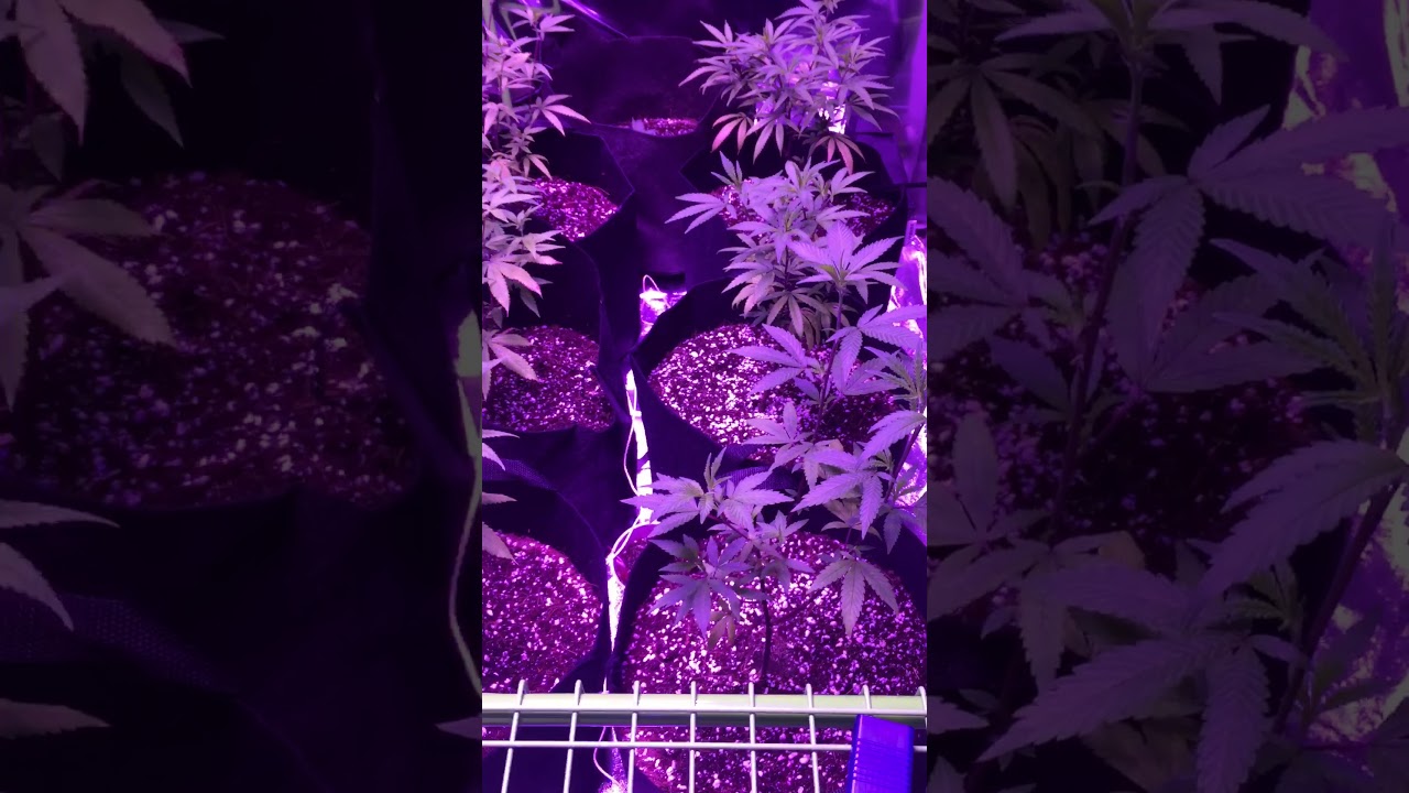 Hydro Home Grow 6 plants cannabis indoor Grow setup