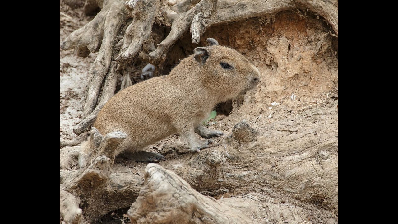 Cute Baby Capybaras Arrive at the San Diego Zoo