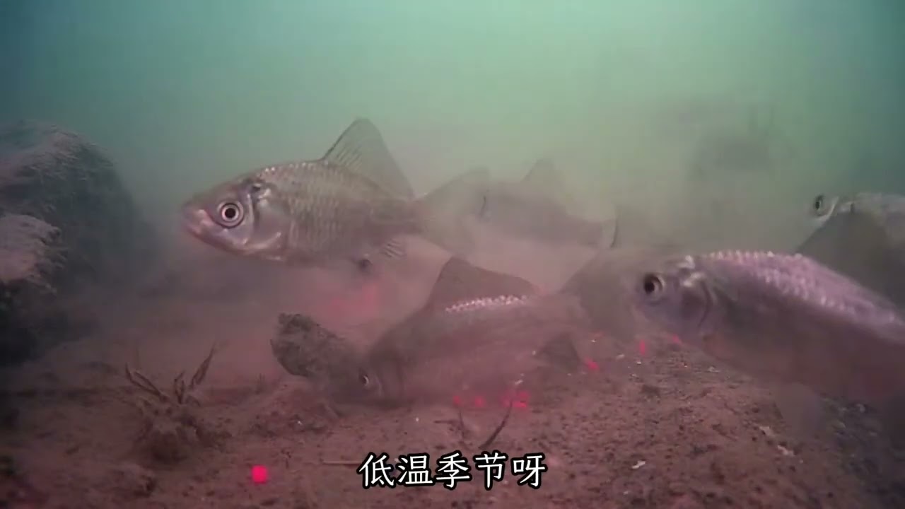 准备过冬，低温季节选漂用漂心得分享，冬钓不封竿 #dou是钓鱼人 #2025dou来钓鱼 #调漂技巧 #秋冬钓鲫鱼 #民间艺人lb芦苇漂