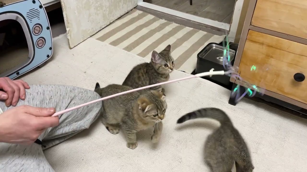Ночные игры с Андреем у котят)