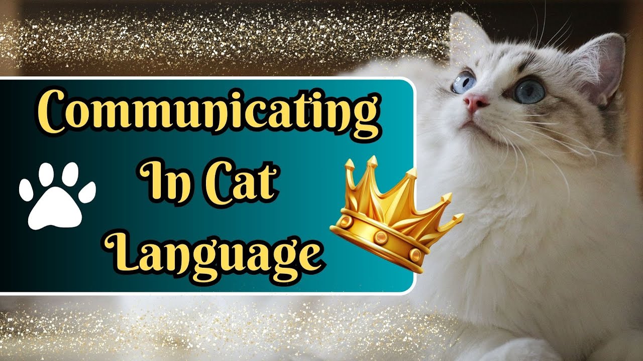 How To Have A Conversation With Your Cat