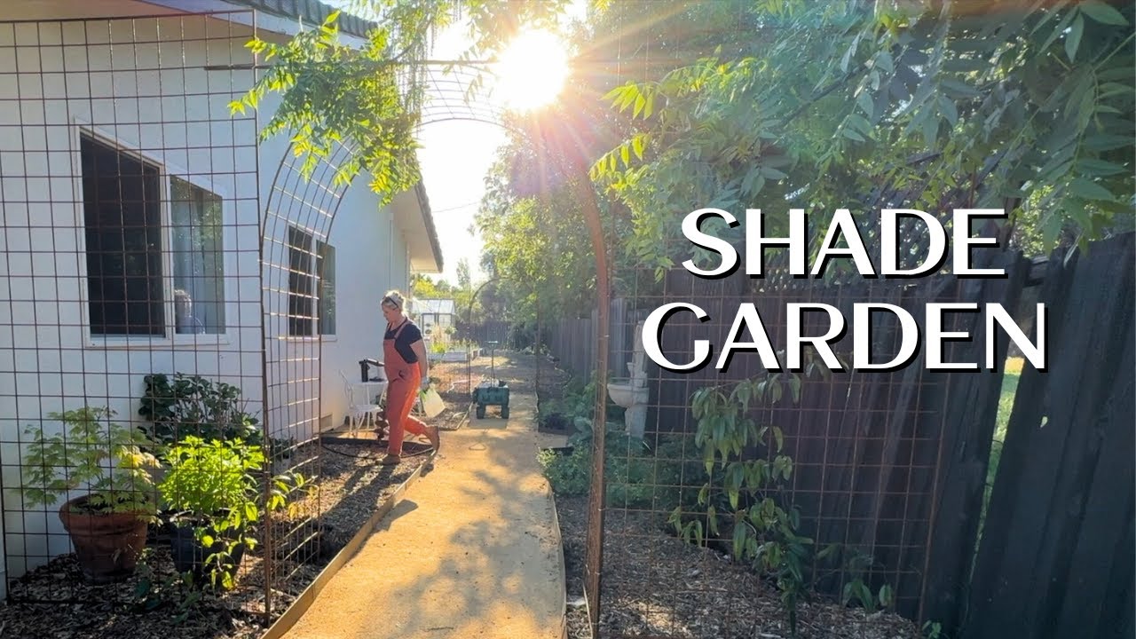 Planting Shade Garden Perennials and CLIMBING Hydrangeas!