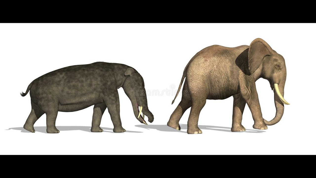 Tribute to Platybelodon
